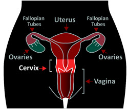 Cervical Cancer Symptoms, Prevention & Treatment | Centura Health