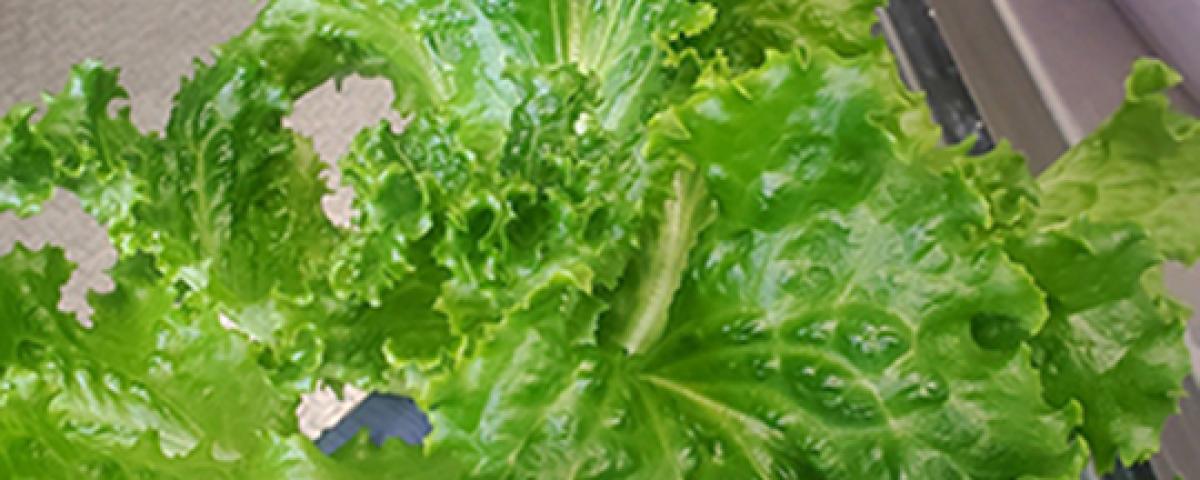 fresh produce